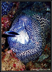 Honeycomb Eel with his trusty cleaner wrasse by Rene Schutte 